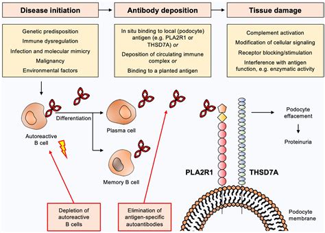 A First Step toward a New Approach to Treating Membranous .